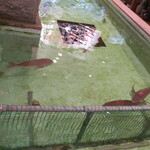 活魚料理　魚専 - 