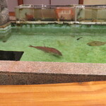 活魚料理　魚専 - 