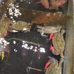 活魚料理　魚専 - 