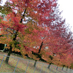 本格手打ちうどん とも作 - 川崎医療短大の並木がきれいに紅葉していました