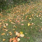 OTOTO JET - 自宅庭の柿の葉を拾って