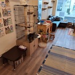 猫カフェ　ロンロン - 店内