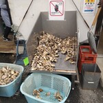 かき小屋 - 店の前で待機している大量の牡蠣