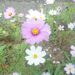 上州山賊麺 大大坊 - 横川駅周辺の花壇