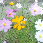 上州山賊麺 大大坊 - 横川駅周辺の花壇