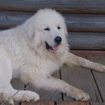 ピッツェリア イル ソーレ - 出迎えてくれた大きなワンコ