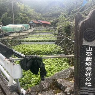 山葵栽培的发祥地，望月山葵园的“梦幻的生山葵”