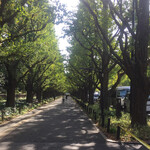 ブリ・マデ - 寒くなる前でまだ青い絵画館前並木。坂本さんの遺志が届きますよう