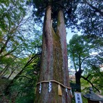 紅遊茶屋  - 談山神社の杉