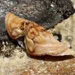 千葉たかおか - 蛤