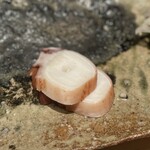 千葉たかおか - 蛸