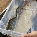 プレゼンテ スギ - 