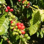 Green World Coffee Farm - 