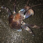 デンサー食堂 - 