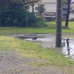 キッチン ブルー グローブ - 雨も上がりの帰り途中、カラスが行水をしていました、決定的なシーンは撮れず！？
