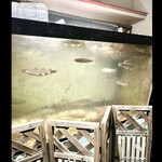 郷土料理ともん - 店内の水槽　井戸水を流してるのでとても水が綺麗です　白濁はオスが精子を出すらしいです　byまみこまみこ