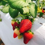 카루이자와 가덴팜 이치고엔 - 