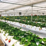 카루이자와 가덴팜 이치고엔 - 