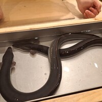 三宅輝 - 和匠うなぎ