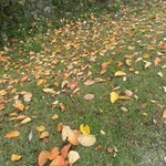 米増 - 参考写真、我が家の柿落ち葉を持って