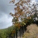 米増 - 参考写真、かなり落ちました