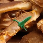 緒方 - ◯間人蟹(愛新丸)のタグ
      間人蟹と呼ばれるには、約50段階に分けられた選別をクリアする必要あり(緑のタグが証拠)
      基準に満たない蟹は間人漁港で水揚げされても緑のタグ無しで普通の頭矮蟹と呼ばれます 