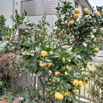 うな志ん - 千葉県の民家では柑橘をよく見ます