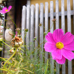 そば切 雨耕庵 - 2013.10　秋桜