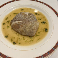 Pigeon - 