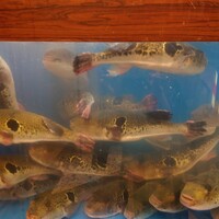ふぐ料理 百福 池下店 - 