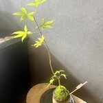 手打うどん 郁兵衛 - 