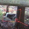 スター食堂 - 鷹生ダムで遭ったでっかいラスボス雄猿