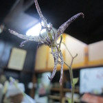 川蝉 - 珍しいお花