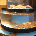 かに道楽 - 生け簀の蟹さん