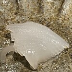 馳走 啐啄一十  - 