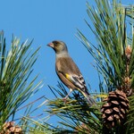 民宿 しをみ食堂 - カワラヒワと違ってオオカワラヒワは冬限定で見られる渡り鳥