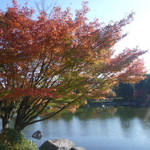 昭和記念公園内　花木園売店（花木カフェ） - 水鳥の池と紅葉