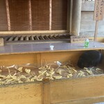 京や - 猫がお供えのお揚げを食べる　地域猫なので全く問題はありません！ 神様のお恵みである。