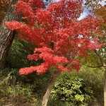 中華そばともつ煮 いっき食堂 - 