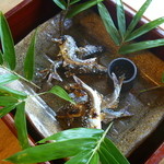 比良山荘 - 安曇川の鮎