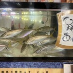 沼津港 あした葉 踊りあじ専門店 - 生簀のアジ