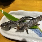 小川の魚 - ヤマメ