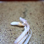 鮨匠 のむら - シャコ足