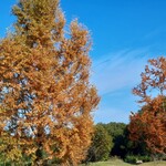 Mito Ya - 紅葉すすむ公園の木