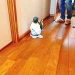 おしかの丘食堂 - ペンギン親子