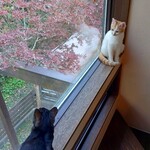 鎌倉ねこの間 - 