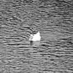 むら上食堂 - 山国川を泳ぐ白鳥