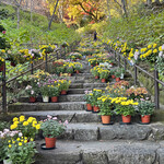 手打ちうどん ぶれーど・う - 菊回廊