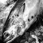 寿司茶屋 すし活 - 