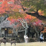 江戸三 - 奈良公園からお部屋を望む